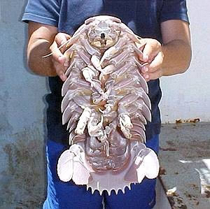 Crustaceu gigantic în Brazilia
