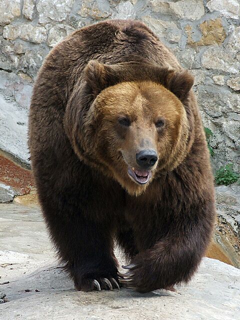 Urşii sunt stresaţi de vânători