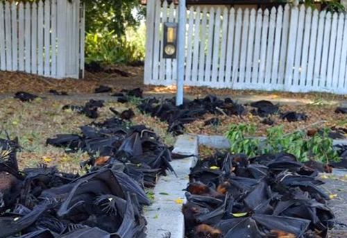 O moarte ciudată a cuprins liliecii din Australia