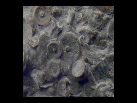 Maşinării vechi de 400 de milioane de ani descoperite în Rusia