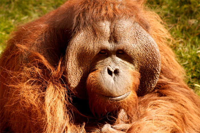 Orangután_male