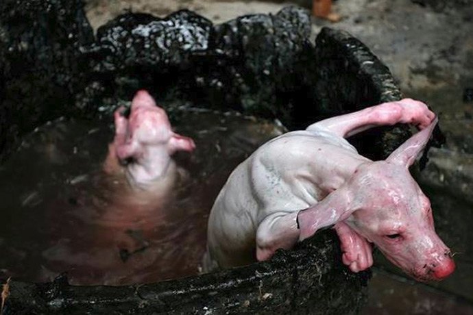 Festivalul câinilor şi pisicilor de la Yulin, China, va face mii de victime